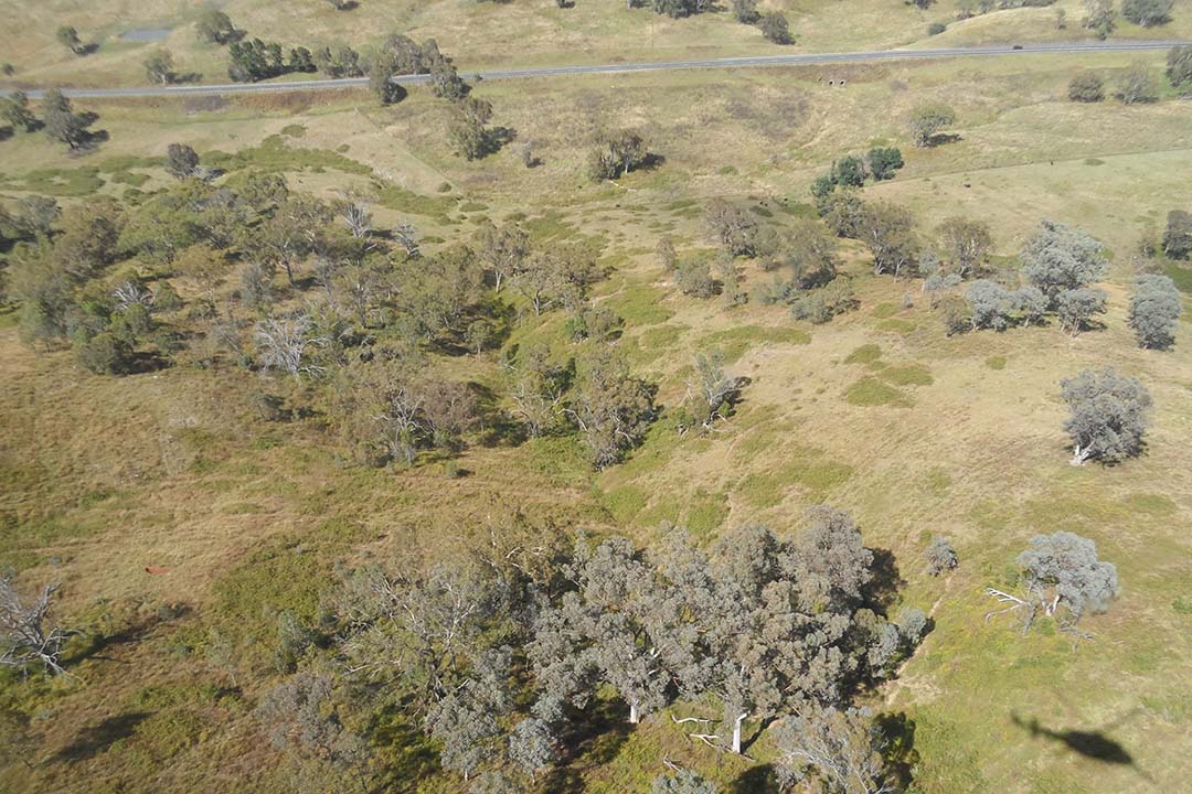 Blackberries aerial shot